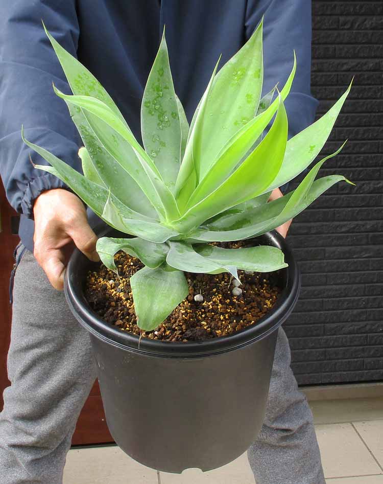 楽天市場】【現品・現物】【耐寒性ヤシ 椰子】チャメロプス・フミリス