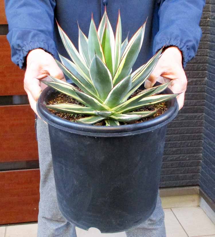 楽天市場】☆【現品・現物】アガベ エレミティアナ 12号鉢 TS番 : 松や