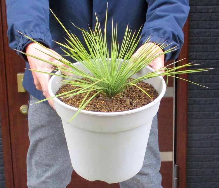 耐寒性 ユッカ レクルビフォリア A キミガヨラン 楽天市場】ちり斑いり！【現品・現物】ロックガーデンにお勧め