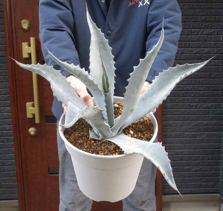 楽天市場】【送料無料】【同梱不可】アガベ デスメティアーナ クイック