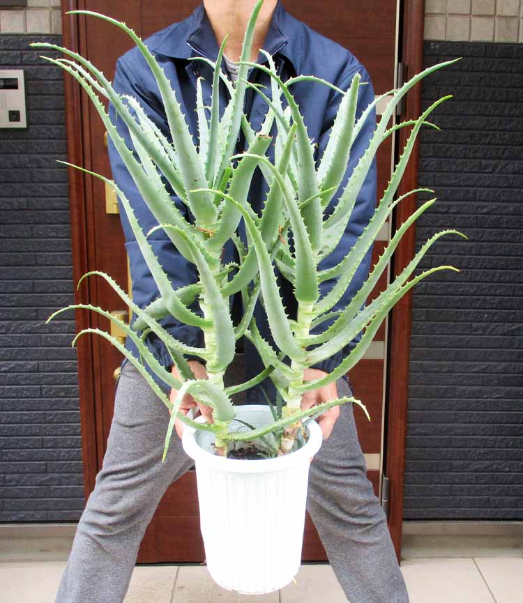 アロエ 楽天市場】【現品・現物】渦巻きアロエ アロエ・ポリフェラ（アロエ