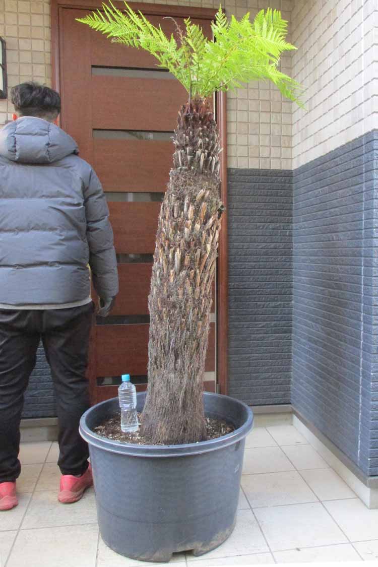 楽天市場】【現品・現物】矮性 キンポウジュ・カリステモン・リトル