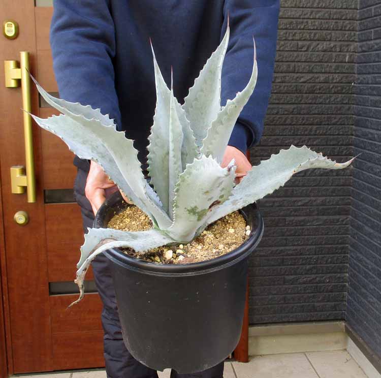 楽天市場】現品 アガベ アメリカーナ 斑入り 斑入りのアガベ