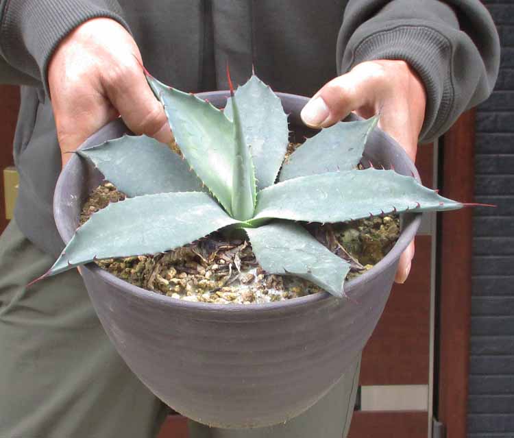 楽天市場】【現品・現物】 アガベ 吉祥天錦 パリー（パリーィ）バリエガータ AGAVE parryi f.variegata 8号 Ｒ８番 :  松や植物園 楽天市場支店