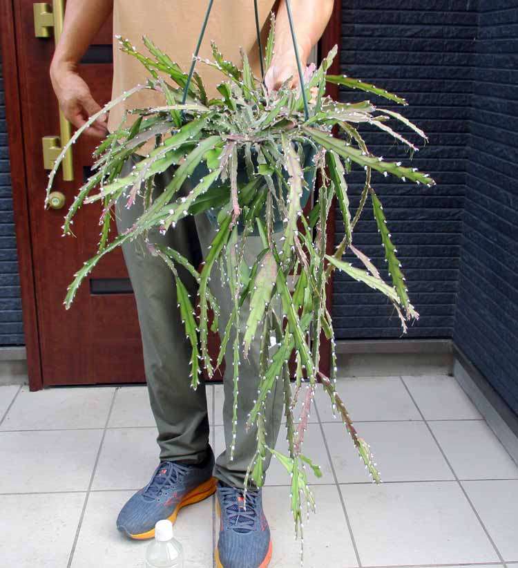 楽天市場】【現品・現物】アンスリューム・ ビタルフォリアム（ビタリ