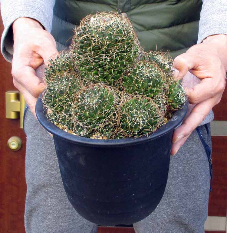 【現品】カリバナス・フーケリー（Calibanus hookeri）８号　Dけ番 カリバナス フーケリー 8号 | 多気園芸 Online Shop