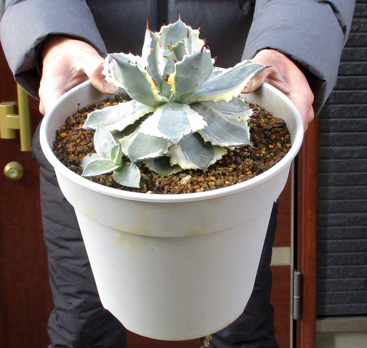 楽天市場】【現品・現物 】アガベ イシスメンシス 和名：雷帝