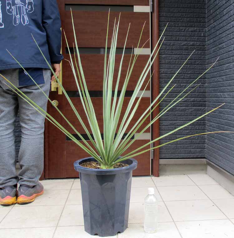 楽天市場】【現品・現物】カナリーヤシ カナリヤシ 椰子の木