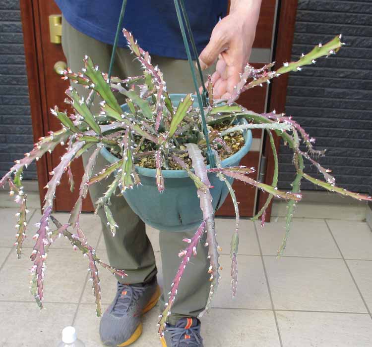 楽天市場】【現品・現物】アンスリューム・ ビタルフォリアム（ビタリ