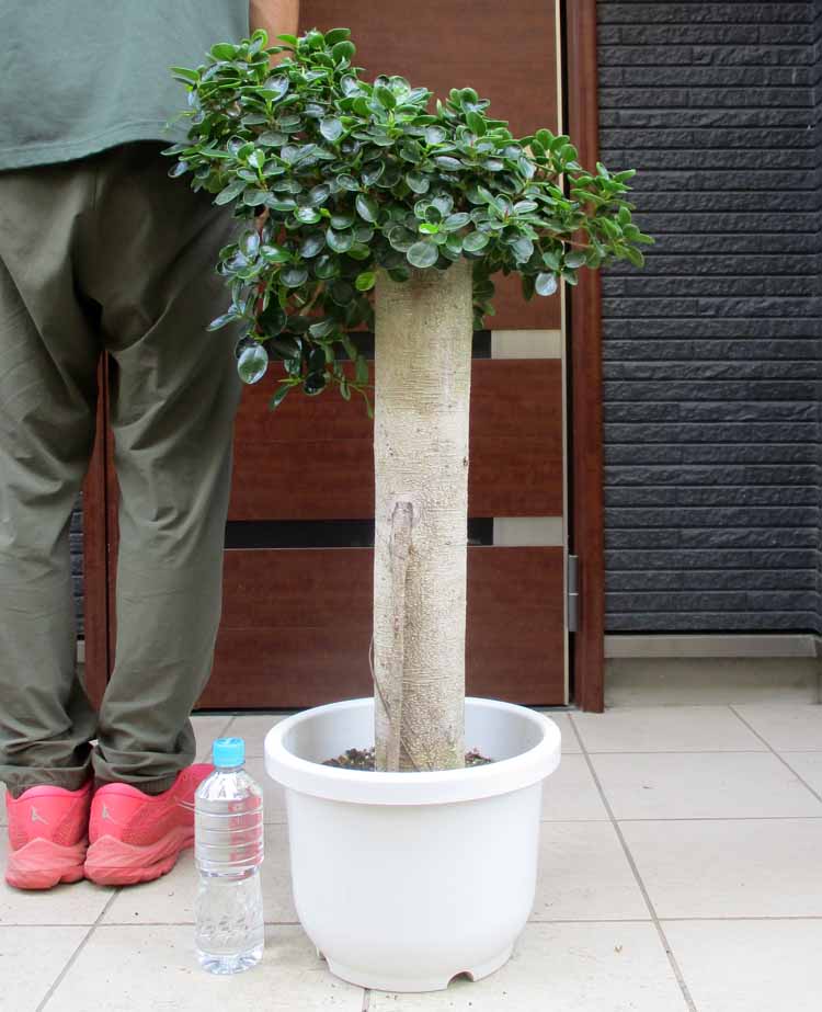 楽天市場】【現品・現物】葉が小さいタイプ 子パンダガジュマル