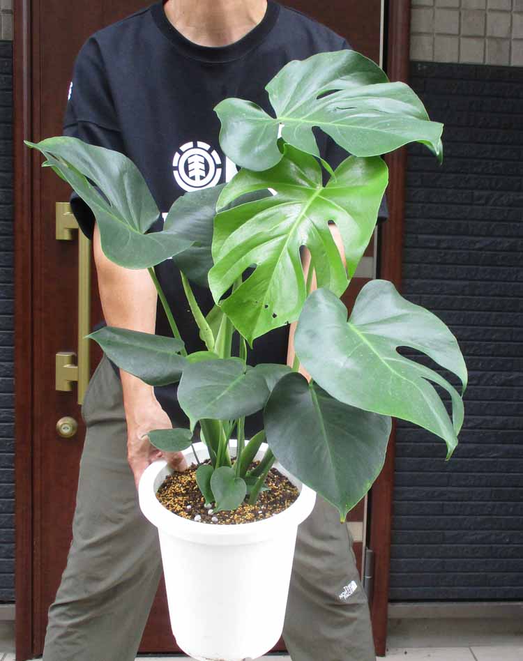 楽天市場】ピスタチア レンティスクス 7号ポット植え : 千草園芸