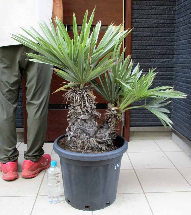 楽天市場】【送料無料】【現品】トリスリナックス