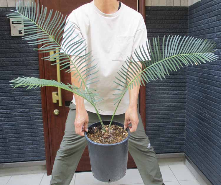 楽天市場】【選べる現品】サイカス タイシルバー（タイ原産銀葉