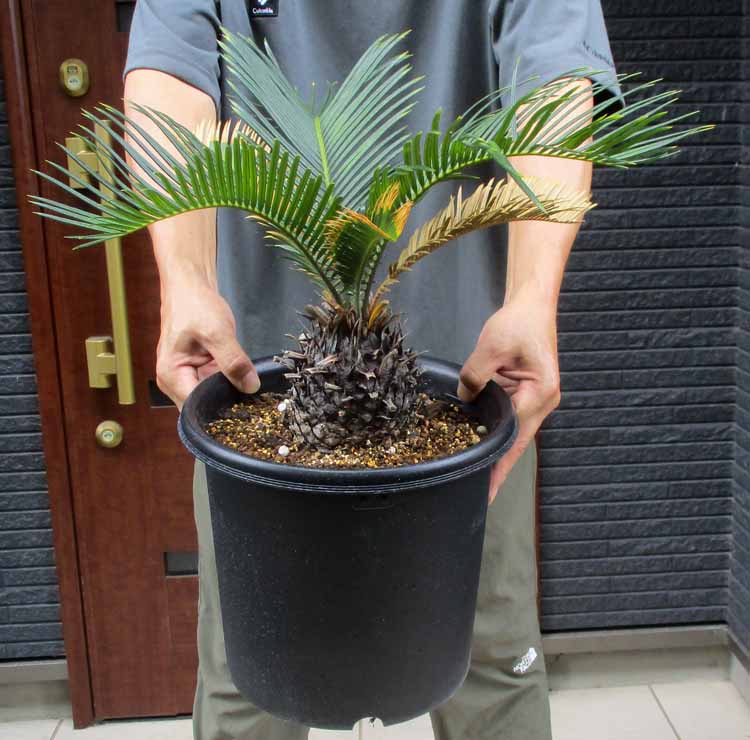 ソテツ　10 楽天市場】金環蘇鉄(キンカンソテツ)10号 株立ち 樹高約50cm