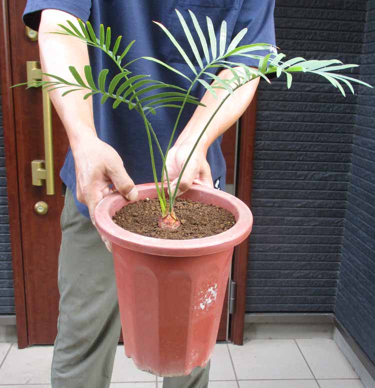楽天市場】【現品・現物】】繁殖個体 蘇鉄 ナゴヤナス（サイカス