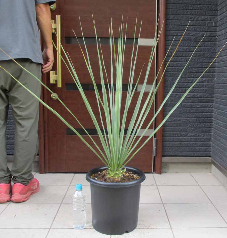 楽天市場】【現品・現物】Trithrinax campestris トリス
