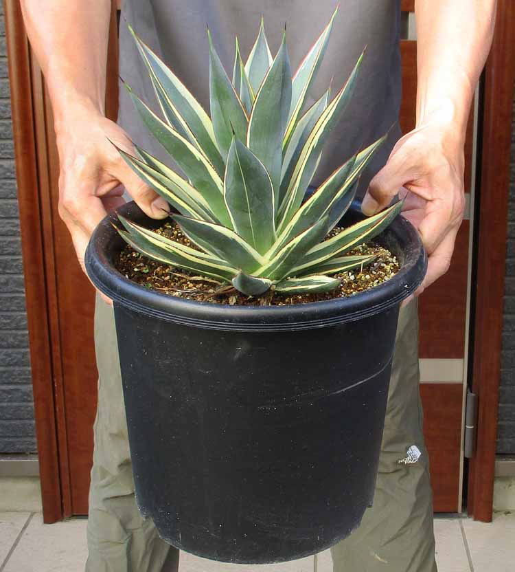 楽天市場】【現品・現物】アガベ・スノーグロー Agave hyb.'Snow