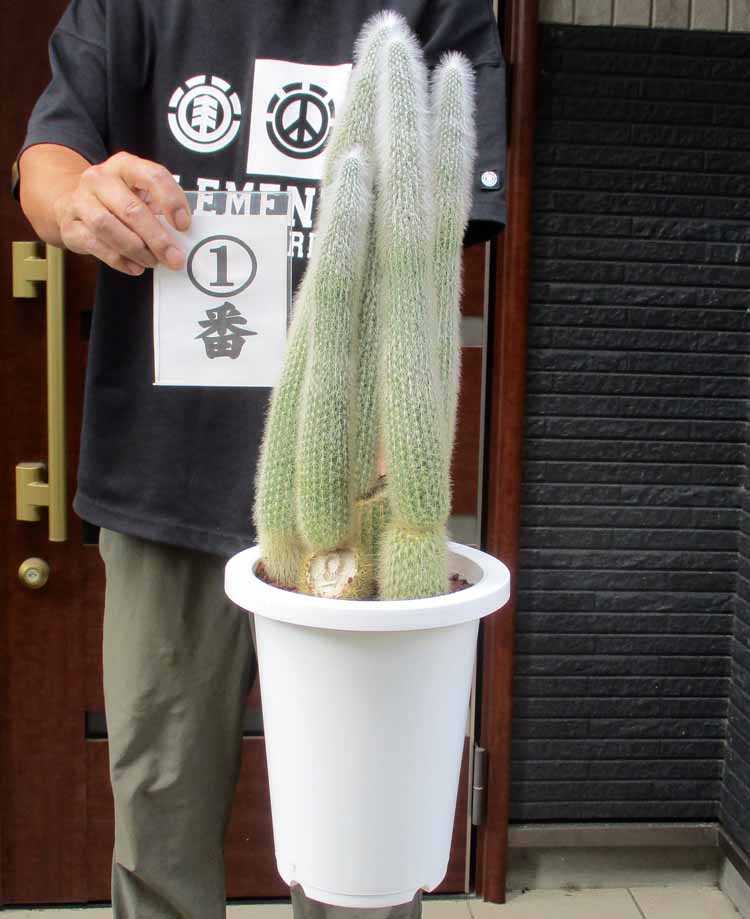 【現品】サボテン　吹雪柱（フブキチュウ）　8号　白鉢（1） 楽天市場】【現品】サボテン 吹雪柱（フブキチュウ） 8号 白鉢