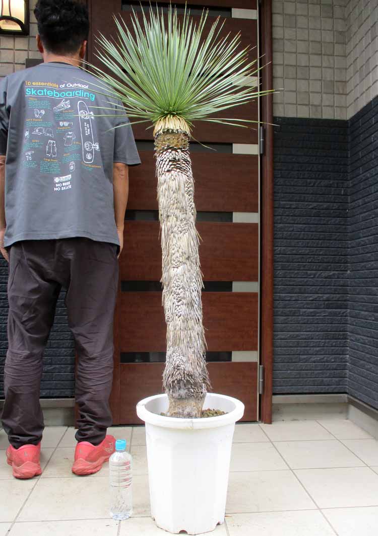 【現品】ユッカ・リネアリフォリア 　12号　BR番 楽天市場】【現品・現物】ユッカ・リネアリフォリア - yucca