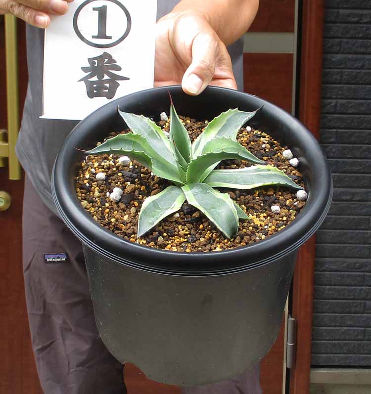 アガベ　オバティフォリア　鉢植えのまま発送 現品販売ID:AOO-001】アガベ オバティフォリアオルカ18cm