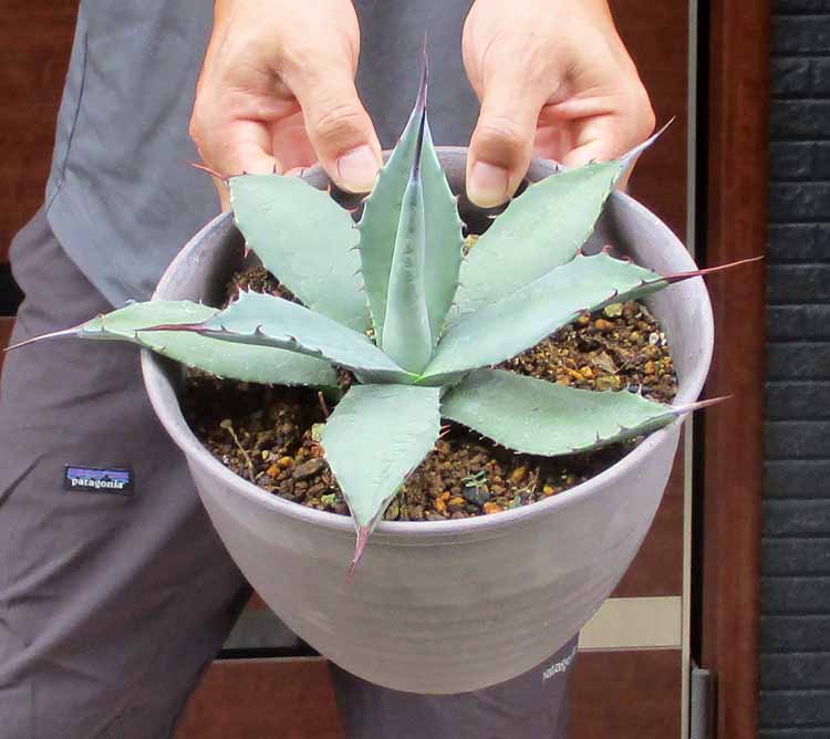 アガベ　スノーグロー　8号鉢 楽天市場】【現品・現物】アガベ・スノーグロー Agave hyb.'Snow