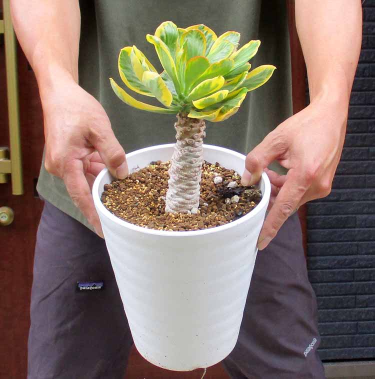 楽天市場】☆超大型☆日時指定できません☆【現品・現物】ユーホルビア