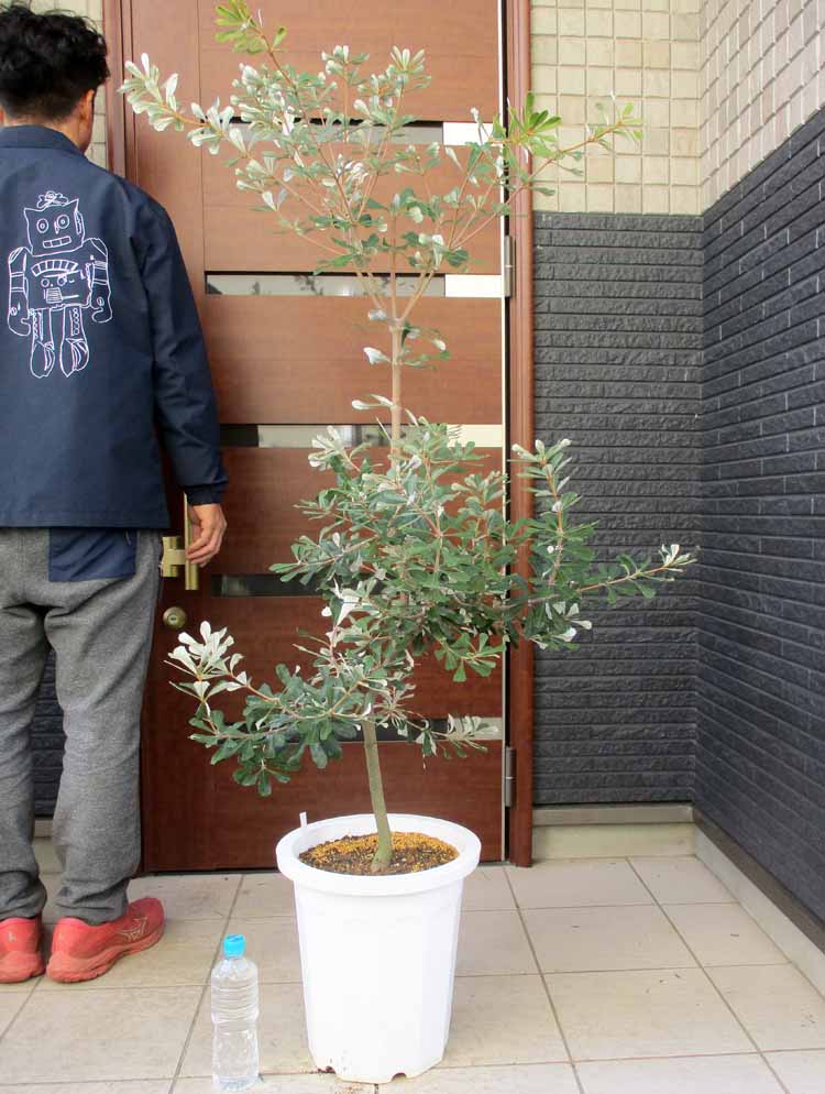 楽天市場】【現品・現物】グレビレア・プーリンダローヤルマントル 13