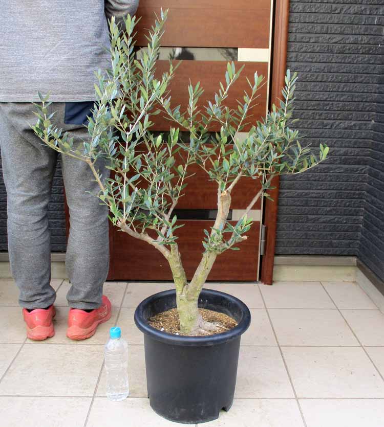 オリーブの木　バロウニ　6号　約110cm　K-130　希少品種　一点物 楽天市場】【現品】オリーブの木 バロウニ 10号鉢植え 樹高1.7m 苗木