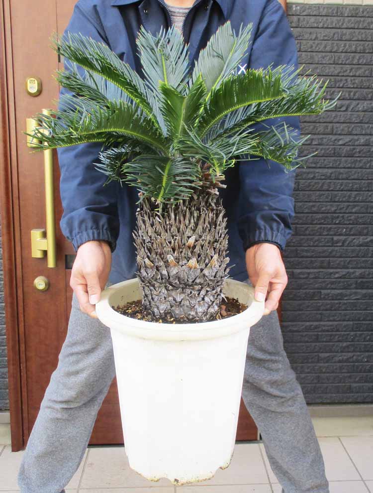 【極太株】ソテツ（蘇鉄）幹高◎ 迫力抜群‼️葉先190cm幹高90cm 極太株】ソテツ（蘇鉄）幹高◎ 迫力抜群‼️葉先190cm幹高90cm