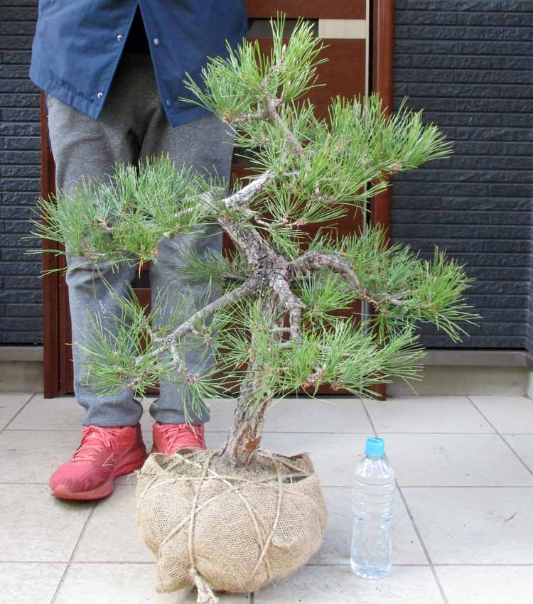 松の木 楽天市場】松（巨木：H230cm） 15号 プラスチック鉢 1鉢 マツ 松の木