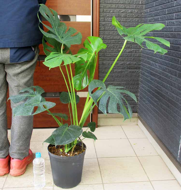 楽天市場】☆【現品・現物】氷点下でも大丈夫 耐寒性の高いヤシ