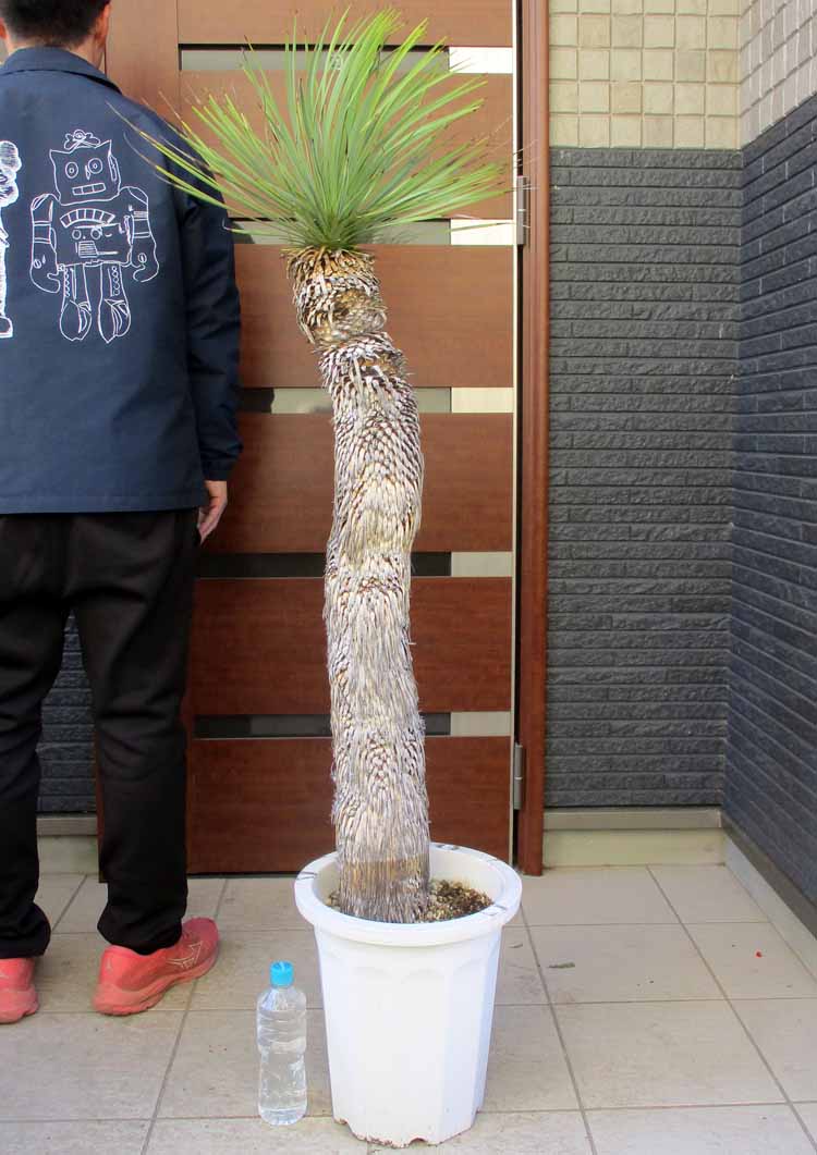 楽天市場】日時指定できません【現品・現物】幹立ち！ユッカ・フィリ