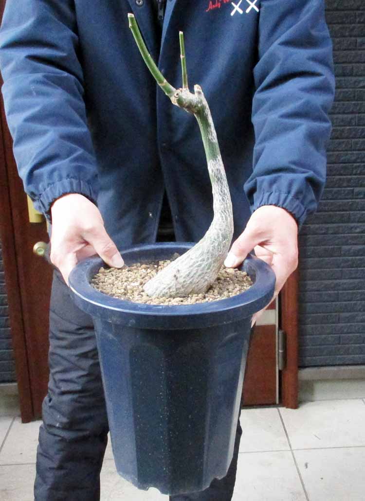 楽天市場】【マラソンクーポン有！】【現品】ボンバックス 8号 黒鉢