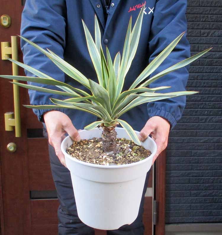 楽天市場】【現品・現物】ユッカ・グロリオサ・バリエガータ ユッカ