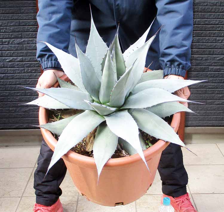 楽天市場】ロックガーデン・ドライガーデンにお勧め【現品・現物