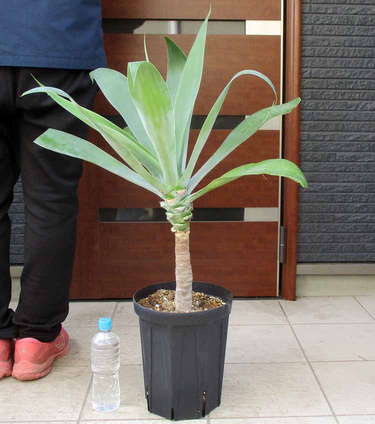 楽天市場】【現品・現物】アガベ・アテナータ ボーチンブルー 10号 R5