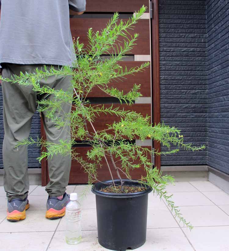 楽天市場】【現品・現物】グレビレア・バンクシー グレビリア