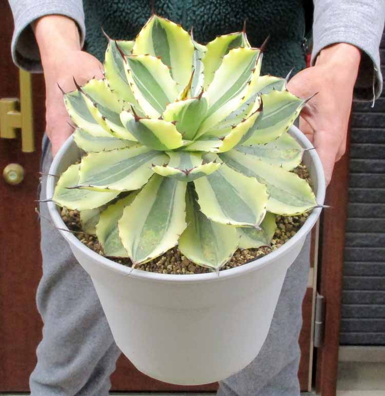 楽天市場】タニクショクブツ 多肉植物 レア品種 アガベ スーパー