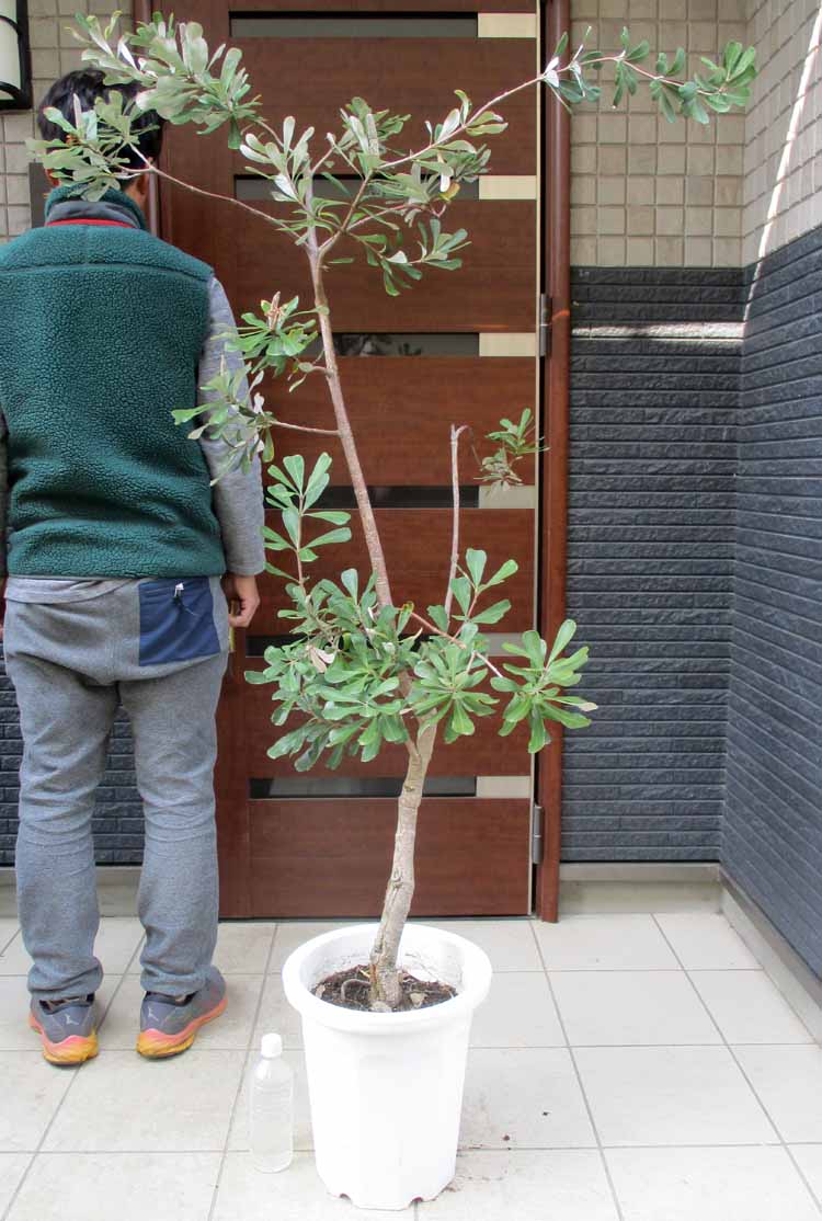 楽天市場】観葉植物 鉢花 苗：バンクシア パルドーサ*パルドサ 9