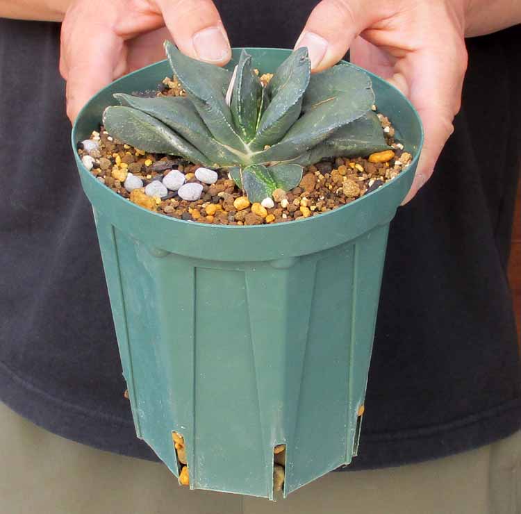 楽天市場】☆【現品・現物】ケラリア・ナマクエンシス 6号 X64番