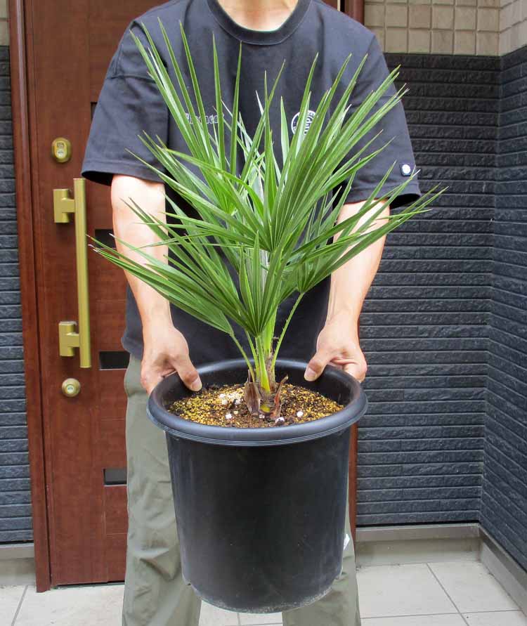 楽天市場】日時指定ができません【現品・現物】チャメロプス