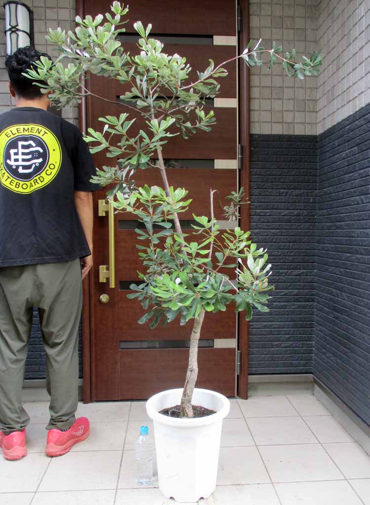 楽天市場】希少品種・大型サイズ・庭木に人気-バンクシア