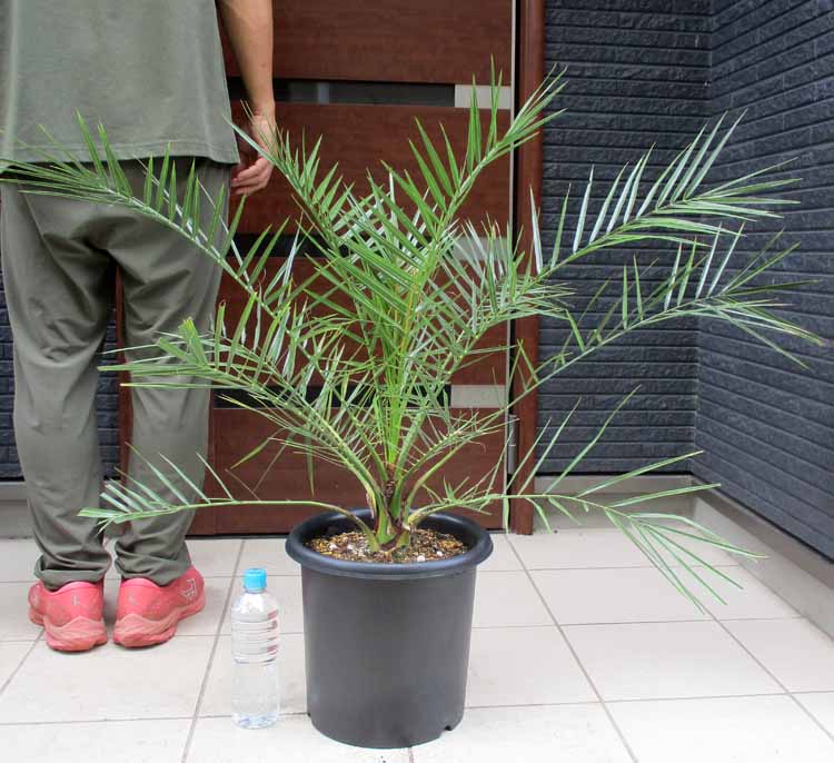 楽天市場】カナリーヤシ(フェニックス) 苗木 6号鉢植え（v08
