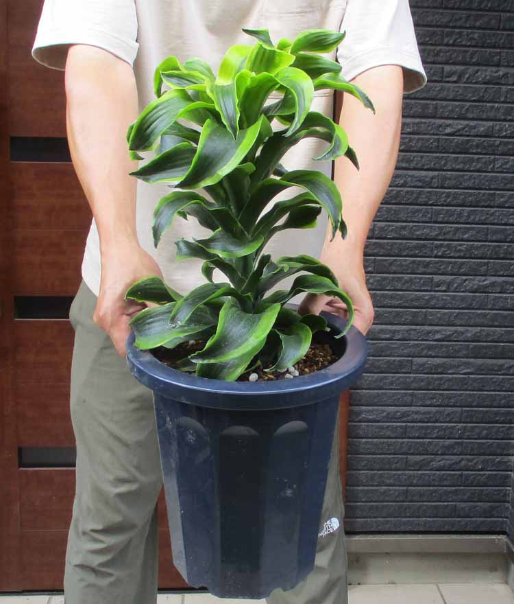 楽天市場】☆【現品・現物】アガベ アテナータ黄覆輪 黄斑入り
