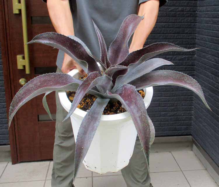 ケイ アガベ　超大株　アメリカーナメディオピクタアルバ　華厳 楽天市場】【現品・現物】大型！アガベアメリカーナ中斑