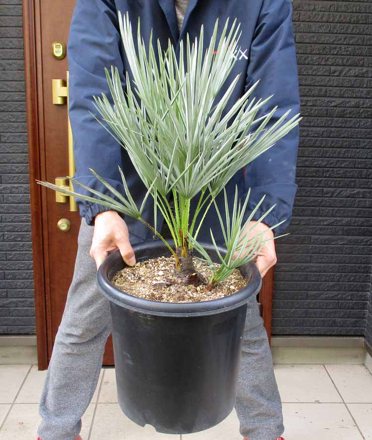 楽天市場】【現品・現物】Trithrinax campestris トリスリナックス