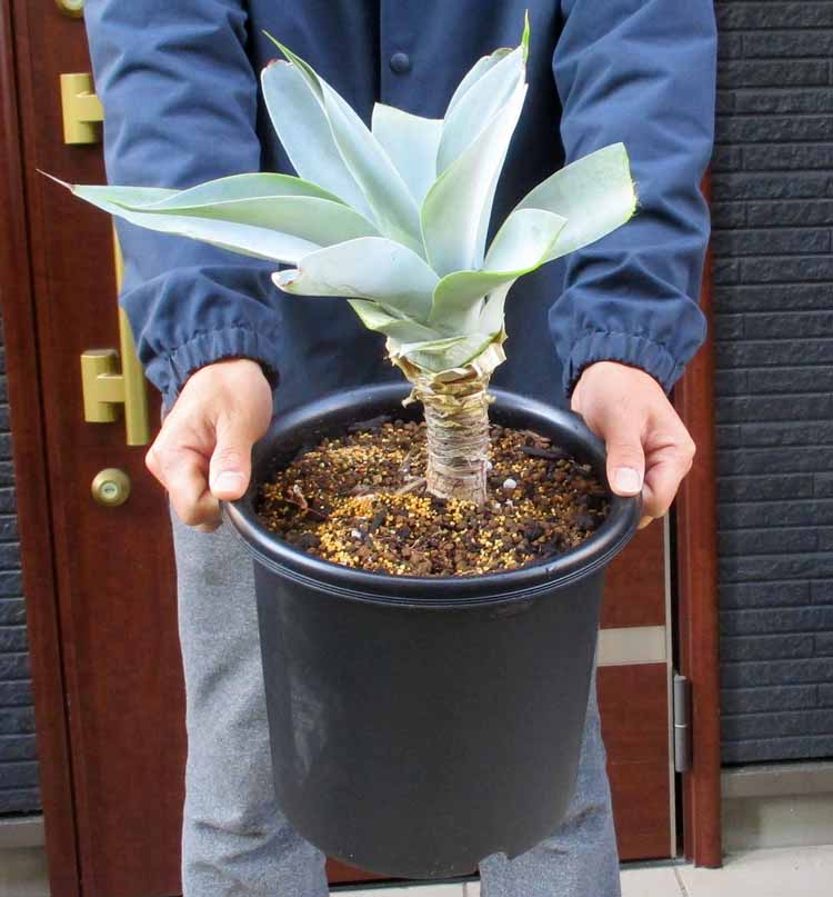 楽天市場】☆【現品・現物】アガベ エレミティアナ 12号鉢 TS番 : 松や