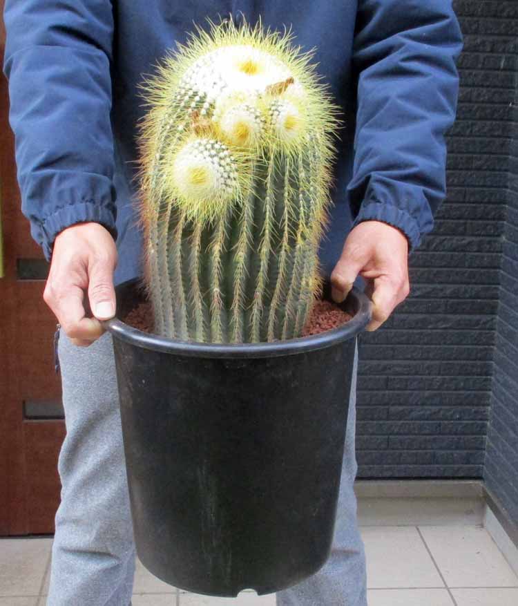 楽天市場】管理番号1266【現品・現物】【販売】サボテン