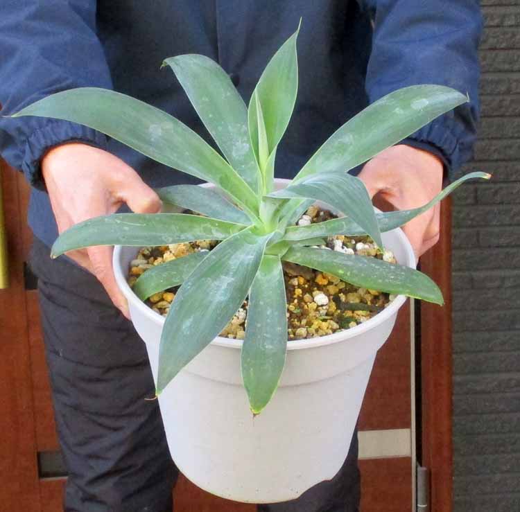 楽天市場】アガベ アテナータ カラズストライプ 7号 苗木【AK】 : 千草園芸