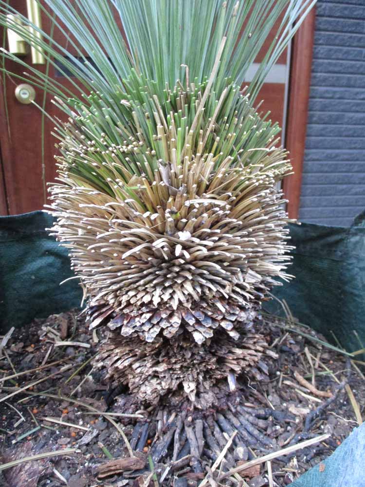 根が良く張っています クサントロエア・グラウカ xanthorrhoea glauca